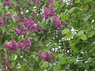 Bungalow Nienhagen  39