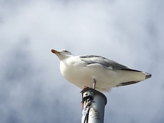 Möwen gehören einfach zum Norderney-Urlaub