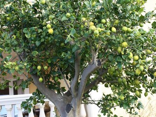 Lemmon tree near to the terrace