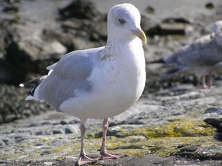 Appartamento per vacanze Breskens Ambiente 19