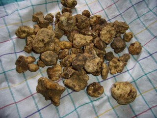 Appartement Campobasso  37