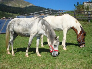 Appartamento Fiss Ambiente 24