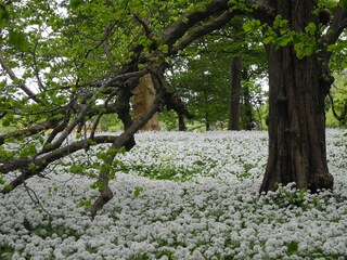 Appartamento per vacanze Putbus Ambiente 19