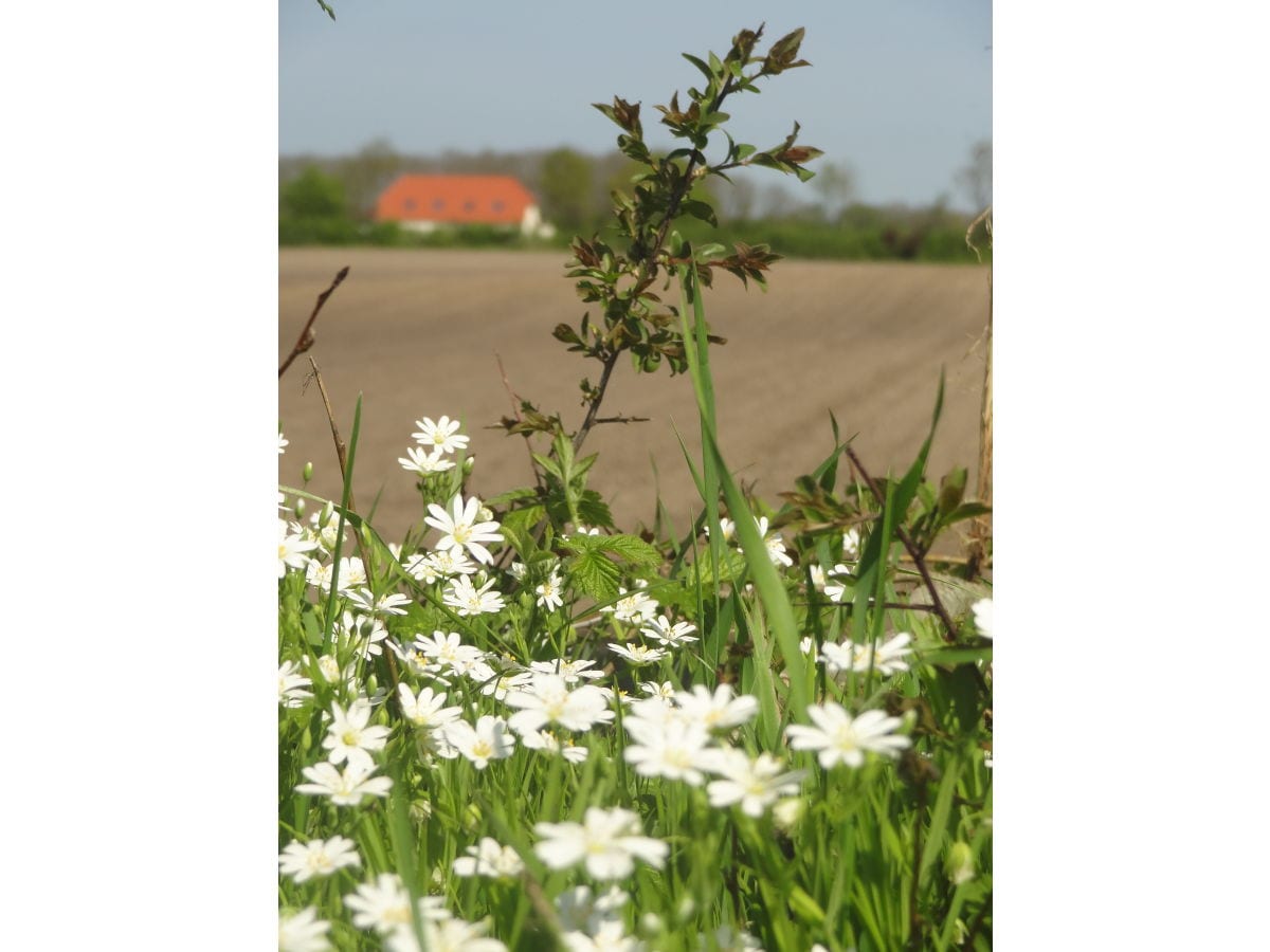 Ferienhaus mit Blick über die Felder