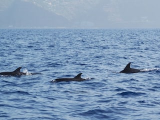 Dolphin and Whale watch