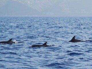 Villa Arco da Calheta Ambiente 21