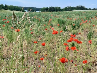 Mohnblumenwiese