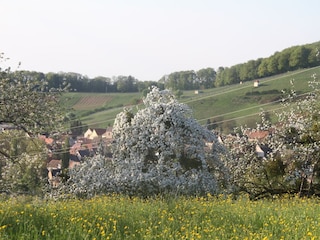 Cherry and apple blossom