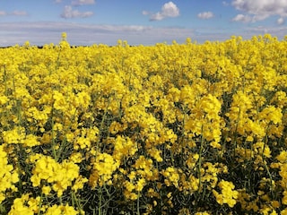 Ferienhaus Ebeltoft  31