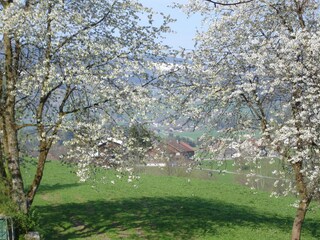 Appartamento per vacanze Andelsbuch Ambiente 10