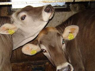 Appartamento per vacanze Andelsbuch Ambiente 16