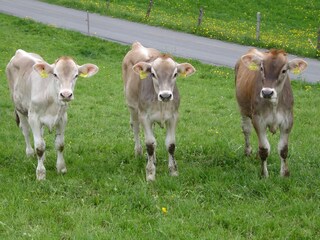 Appartamento per vacanze Andelsbuch Ambiente 12