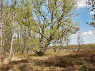 Ferienhaus Læsø  16