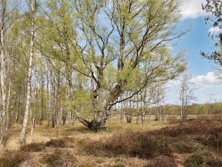 Holiday house Læsø  10