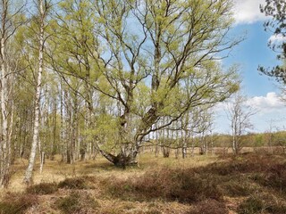Vakantiehuis Læsø  15