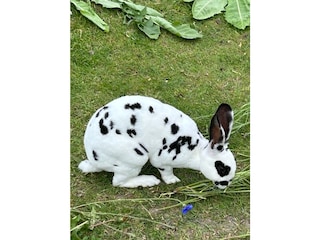 Casa per le vacanze Grömitz Caratteristiche 22