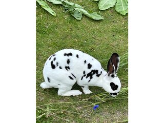 Kaninchen