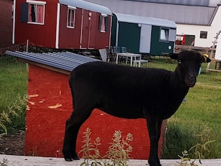 Casa per le vacanze Grömitz Caratteristiche 29