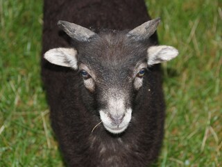 Maison de vacances Grömitz Équipement 23