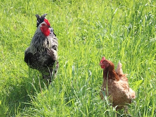 Maison de vacances Grömitz Équipement 24