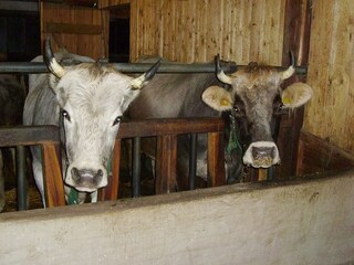 Appartamento per vacanze Umhausen  12