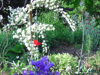 Frühjahrsblüte im Garten