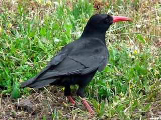 The Graja, a distinctive bird that has become a symbol of La Palma.