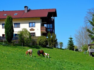 Appartamento per vacanze Unterach am Attersee Registrazione all'aperto 2