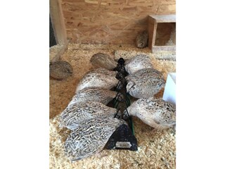 Appartamento per vacanze Unterach am Attersee Ambiente 21