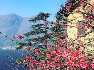 Appartamento Nesso Registrazione all'aperto 24