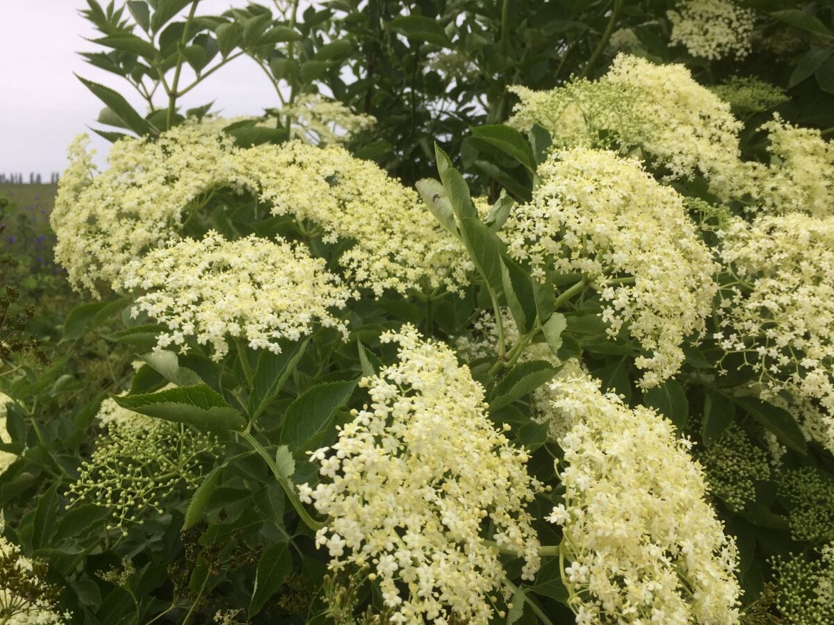 Hollunder-so duftet der Sommer