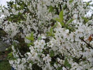 Ferienhaus in Brusow mit überdachter Terrasse