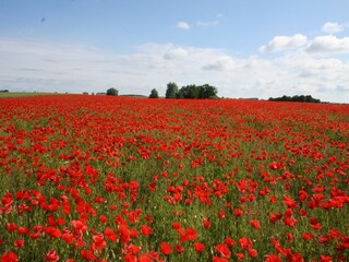 Appartement Satow Omgeving 34