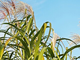 Casa per le vacanze Olpenitz  7