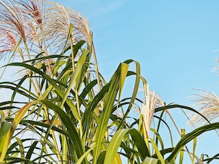 Maison de vacances Olpenitz  8