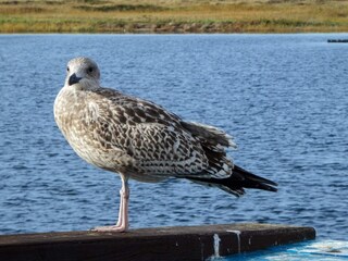 Maison de vacances Stein bei Laboe  35