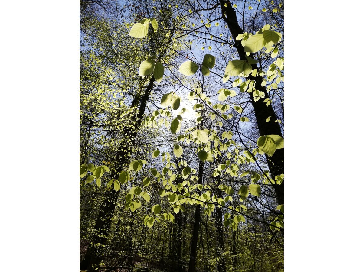 Der Hainich im Frühling