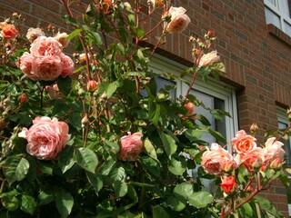 Roses in the garden
