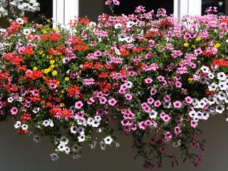 Blumenbalkon