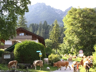 Almabtrieb am Almhüttenweg