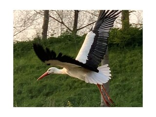 Appartamento per vacanze Cadzand-Bad Ambiente 17