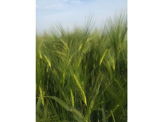 Appartamento per vacanze Cadzand-Bad Ambiente 23