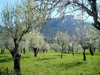 Almond blossom