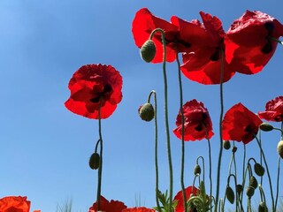 Appartamento Cadzand-Bad Ambiente 22