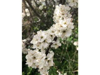 Appartamento Cadzand-Bad Ambiente 20