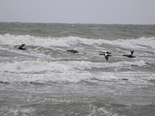 Vakantiehuis Saltum  19