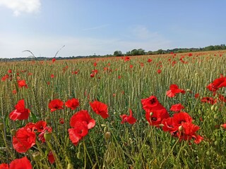 Casa per le vacanze Sainte-Honorine-des-Pertes Ambiente 39