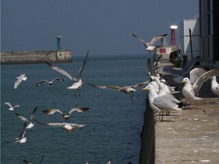 Casa per le vacanze Sainte-Honorine-des-Pertes Ambiente 26