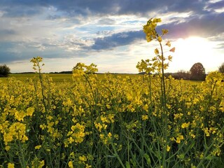 Cottage Nordwestuckermark Environment 37