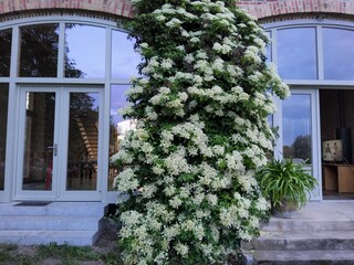 Kletterhortensie zwischen Hofgarten - und Gartenwhg.